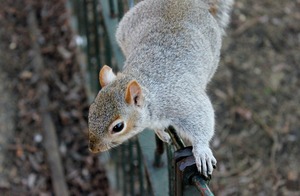 squirrel short attention span looking for something